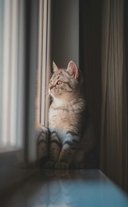 a cat is sitting next to a window
