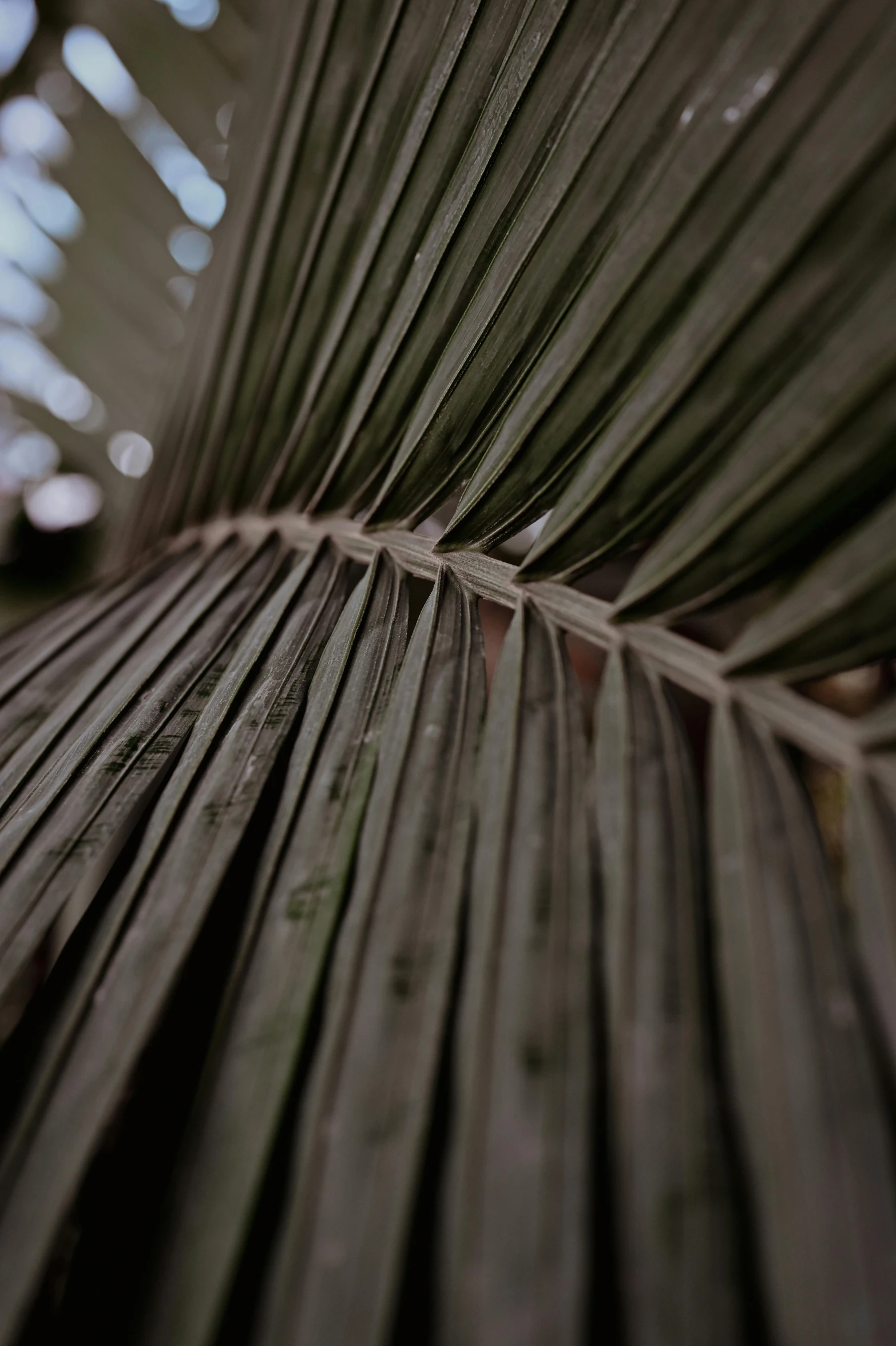 a close - up of some wooden flooring with leaves scattered