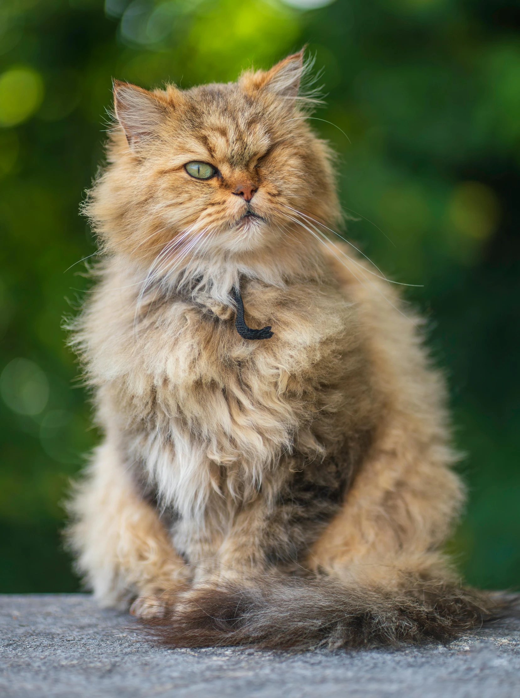 a fluffy cat sits on the ground with his head tilted