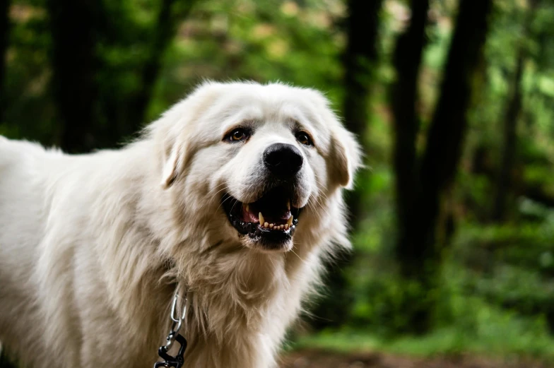 a large white dog with a leash on standing in the woods