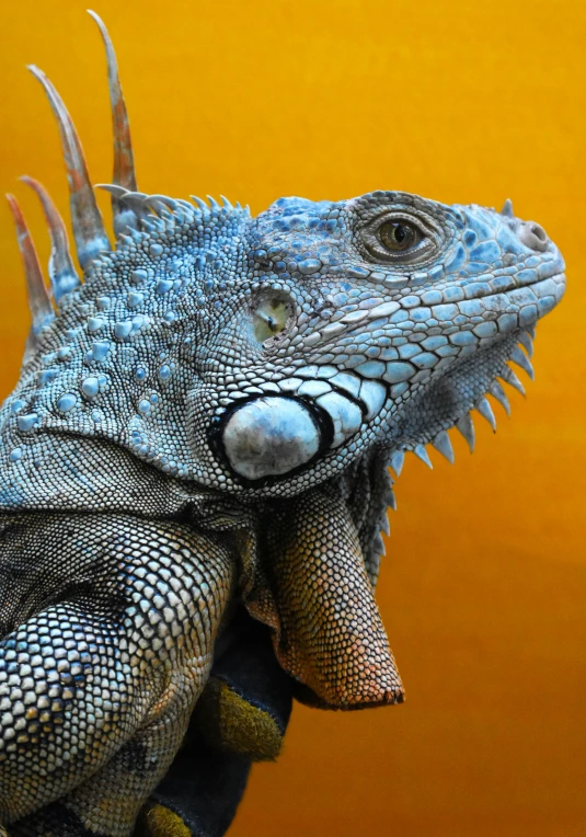 iguana on someones hand in front of an orange background