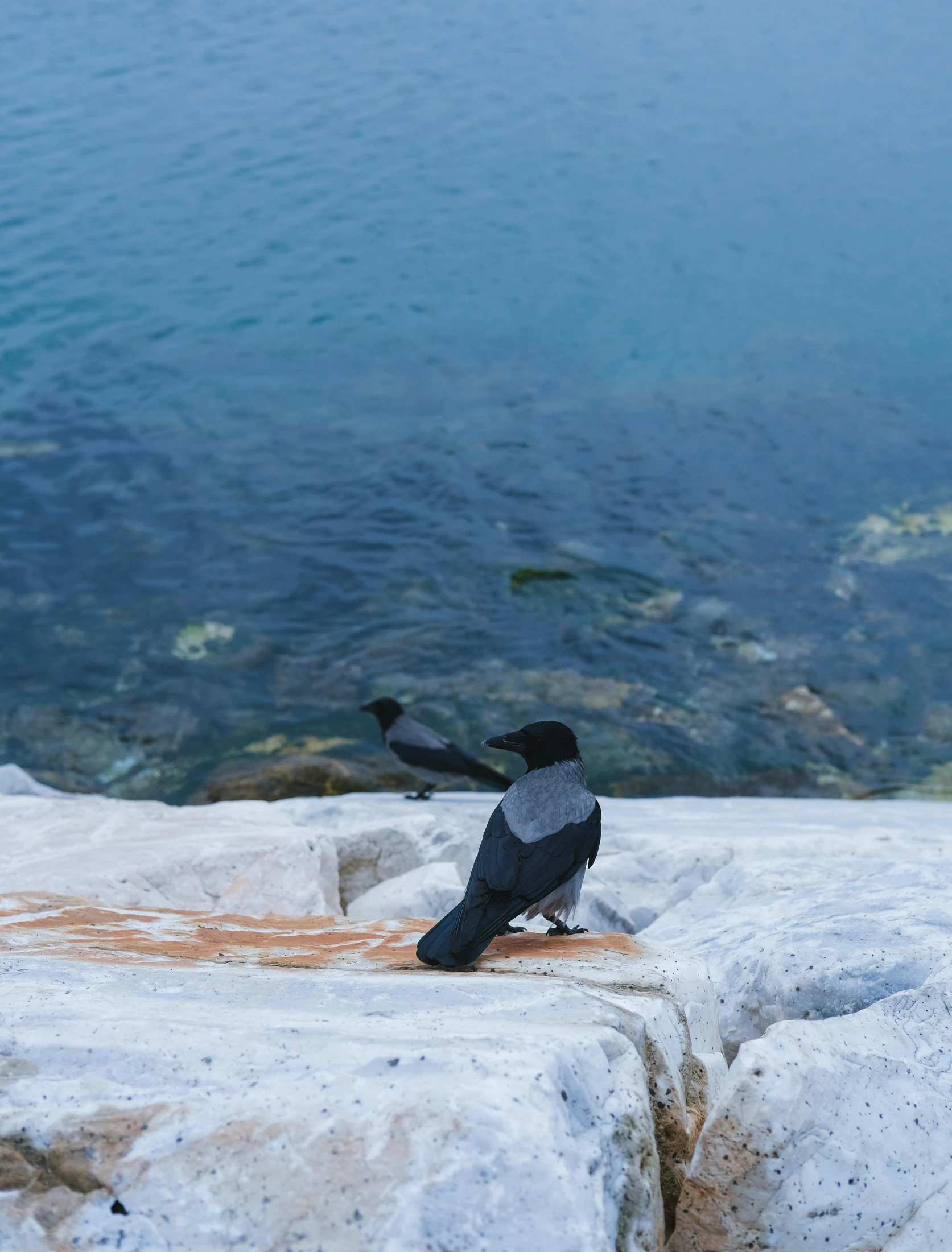 two birds sitting on a rock ledge by the water