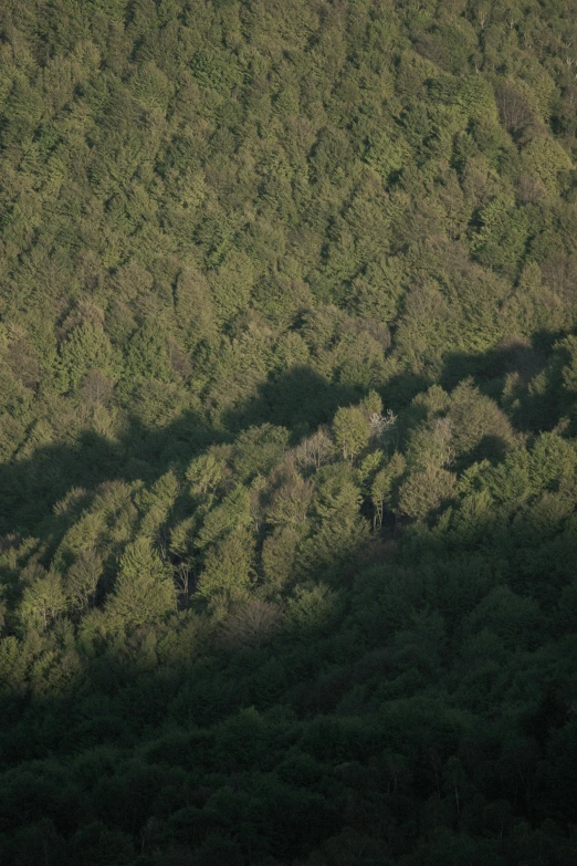 an aerial view of several people walking in the woods