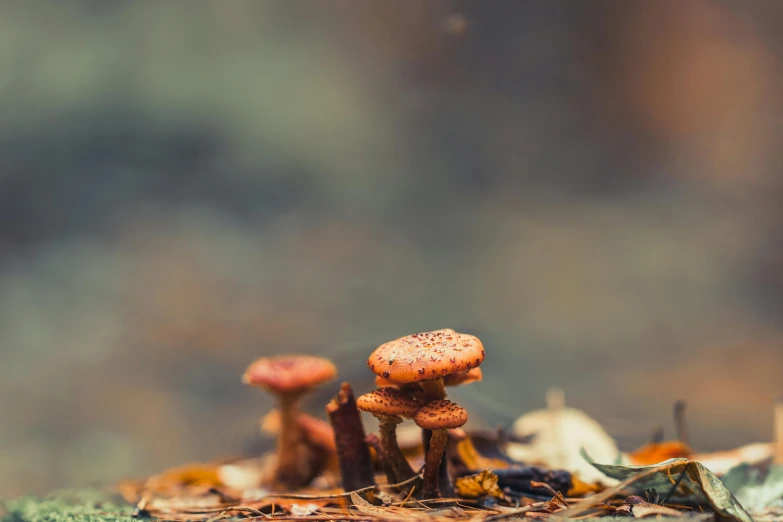 mushrooms on a leafy surface in the woods