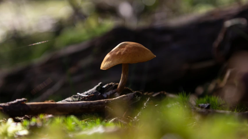 a small brown mushroom is standing in the grass