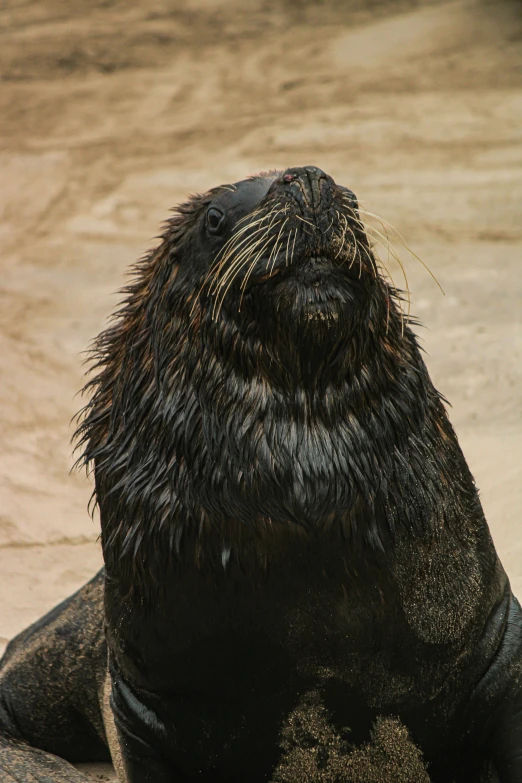 this seal is sitting on the beach while staring at soing