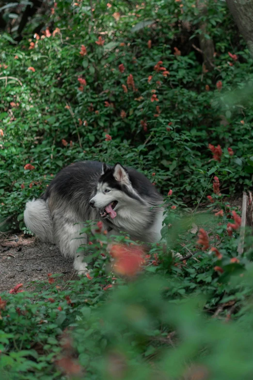 a grey and white dog laying on top of a green hillside