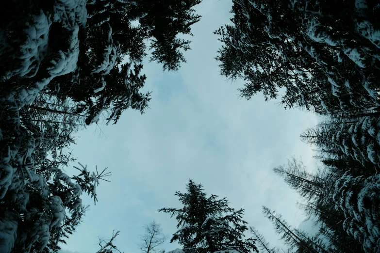 looking up in the trees into the sky