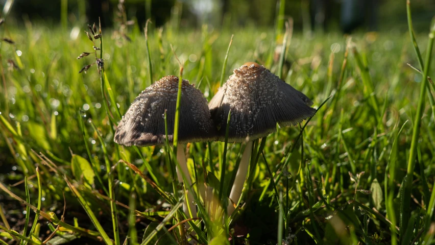 a couple of mushrooms are standing on the grass