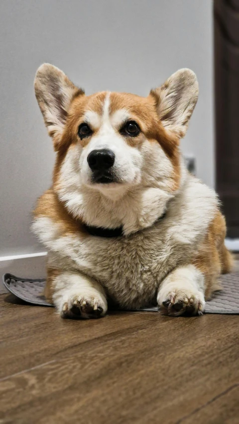 a dog sitting on top of a wooden floor