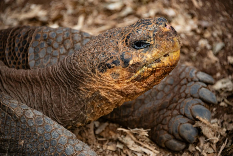 a close - up po of the face of a large tortoise