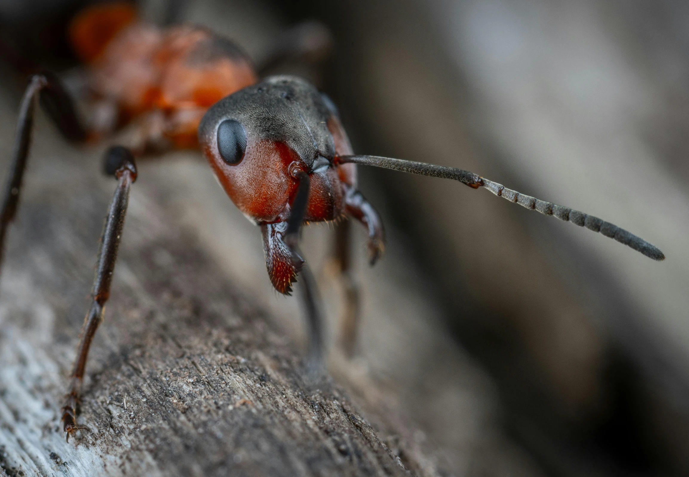 a bug with orange, black and red color spots