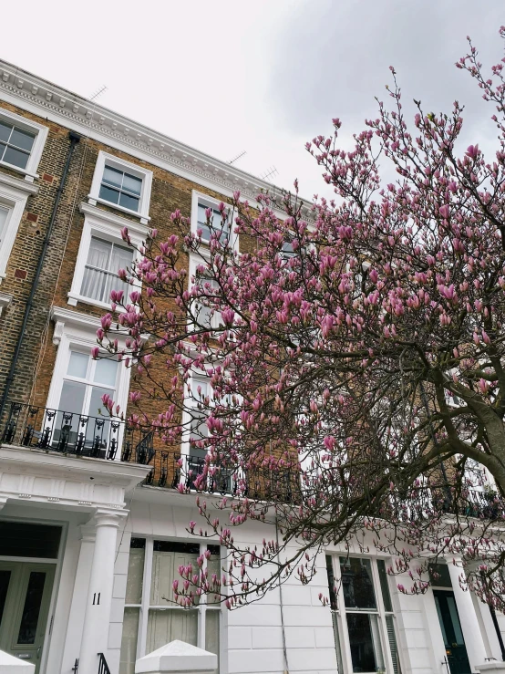 a very pretty pink tree by the building