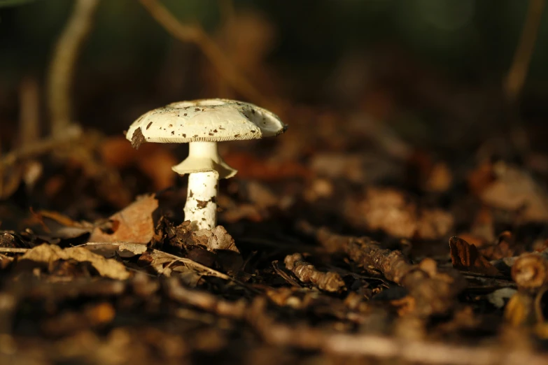 the underside of a small white mushroom growing in the woods