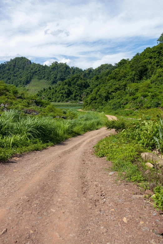 the dirt road is empty and surrounded by lush green trees