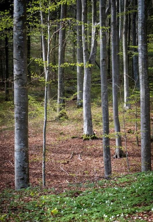 a forest of many trees and leaves with some green around them