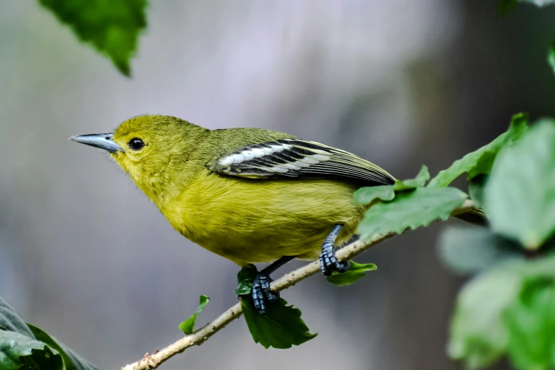 a small bird perched on a nch near some leaves