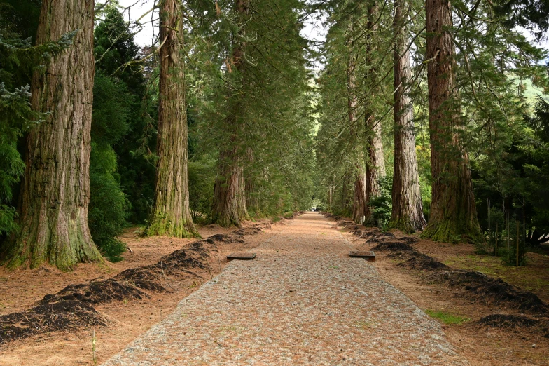 a narrow road lined by several trees in a forest
