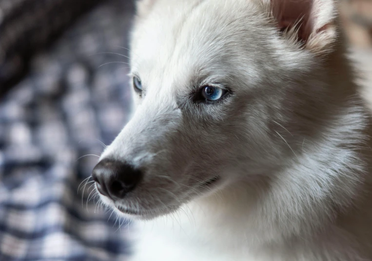 a close - up of the white dog's face