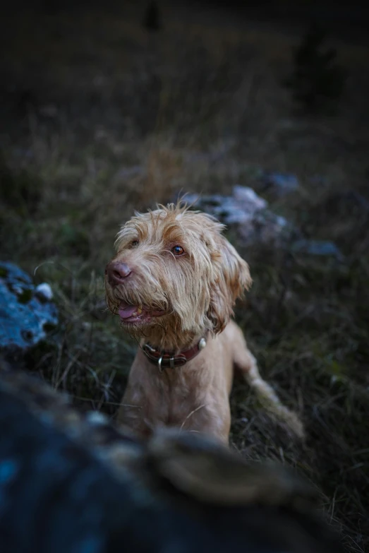 a small dog sits in the grass staring