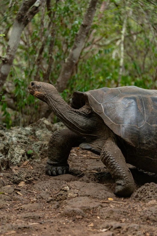 a large turtle on the ground next to trees