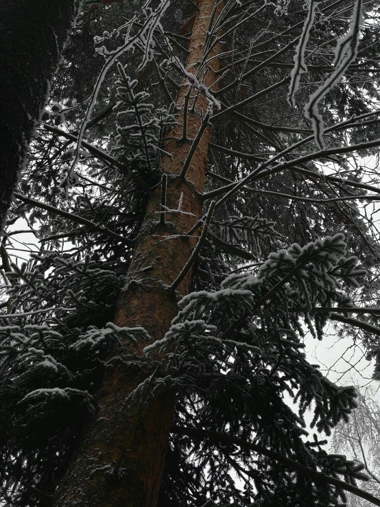 the bottom of a pine tree with snow on it