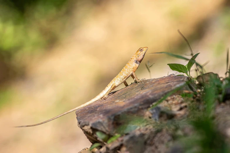 there is a small lizard that is on top of a log