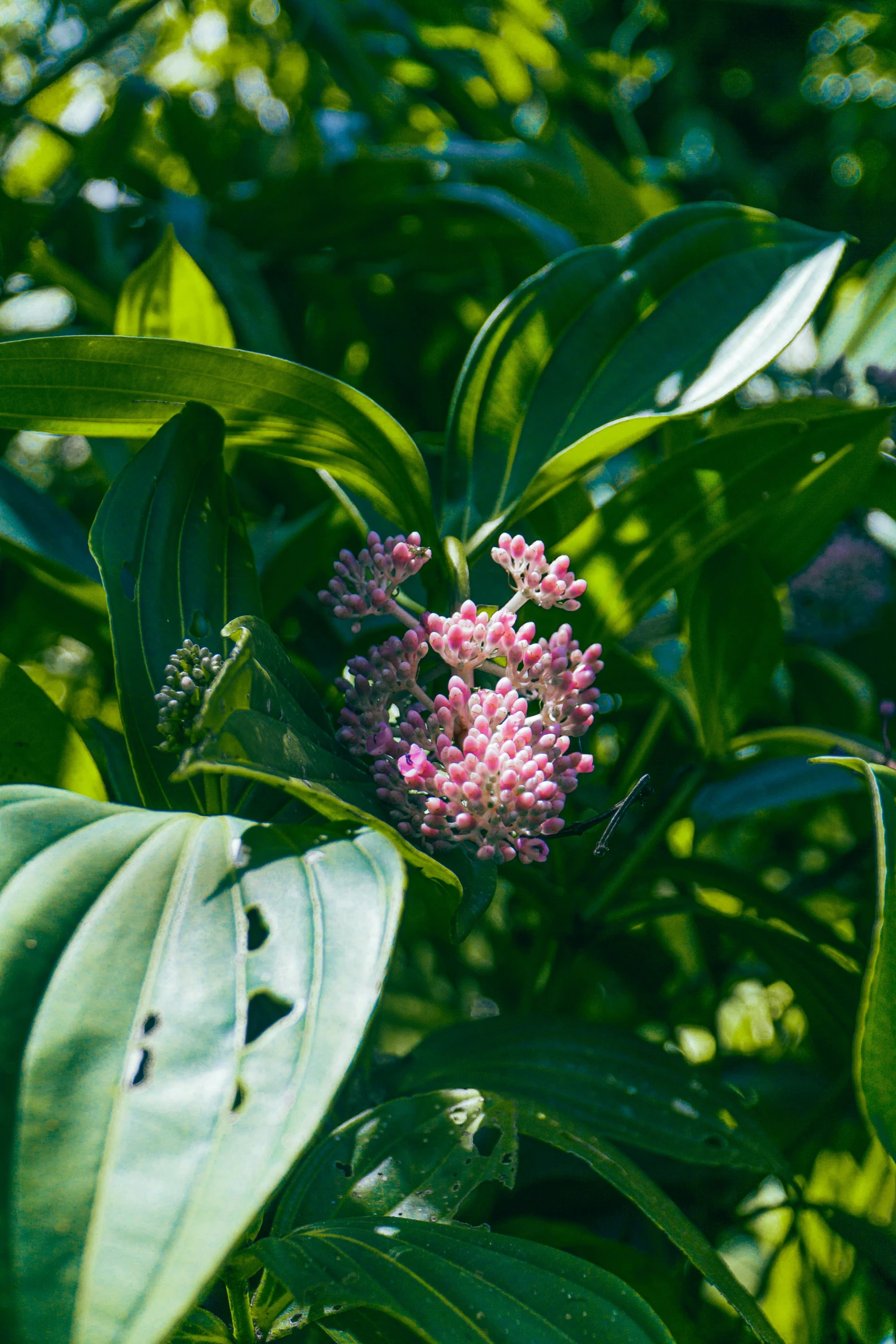 a small pink flower grows among some green leaves