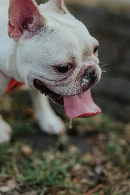 a small white and gray dog with tongue out