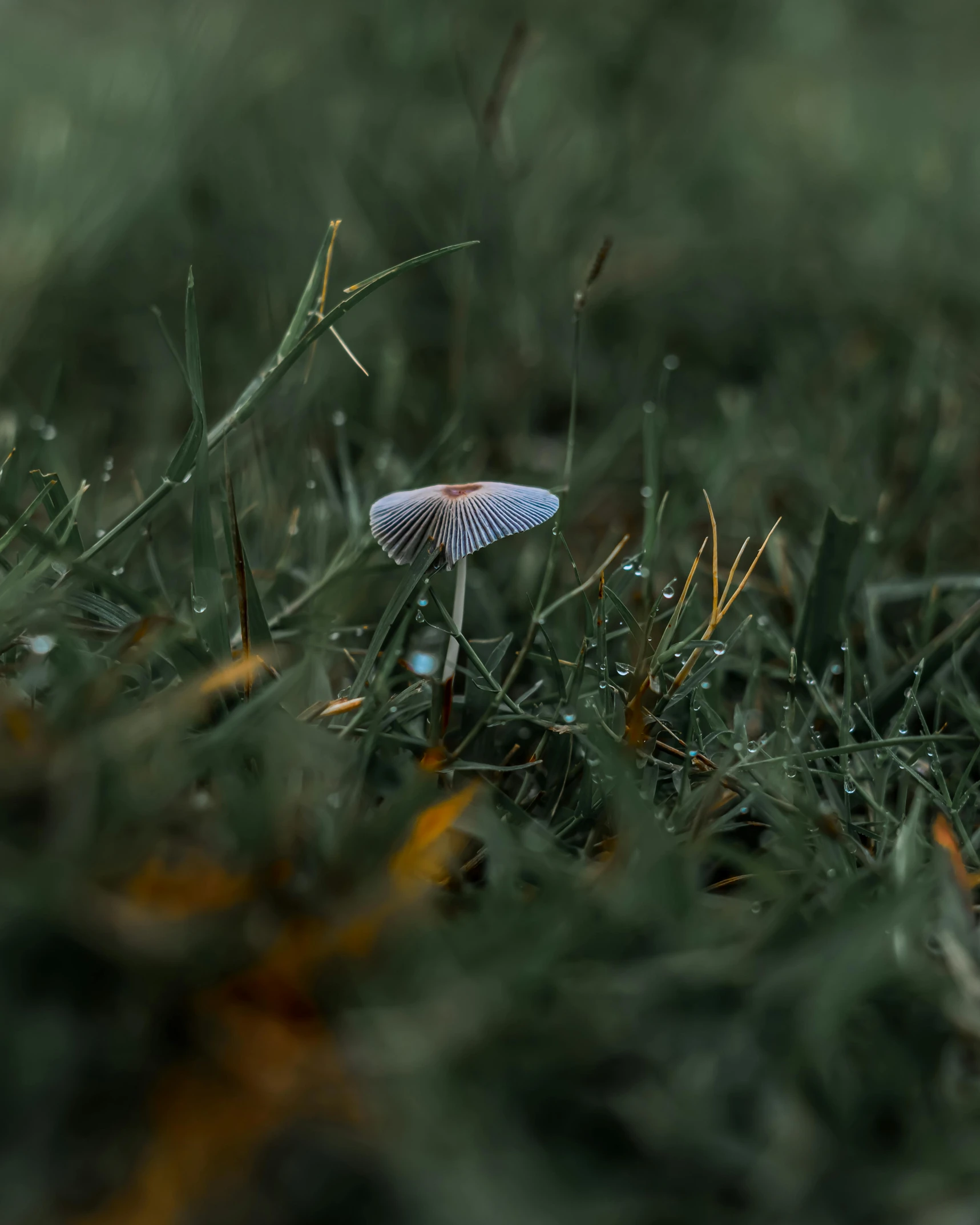 a small mushrooms standing in a field of green grass