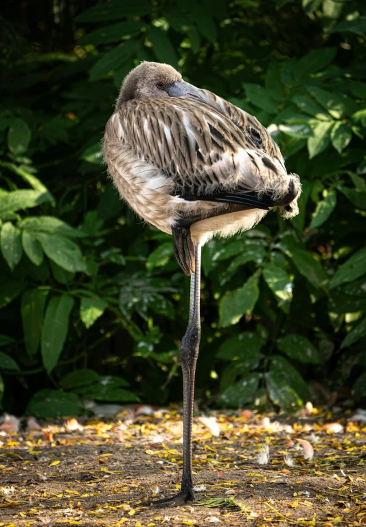 an ostrich standing in front of a forest of leaves