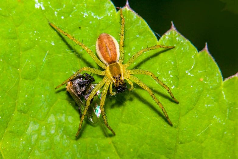 the spider and its fly are on green leaves