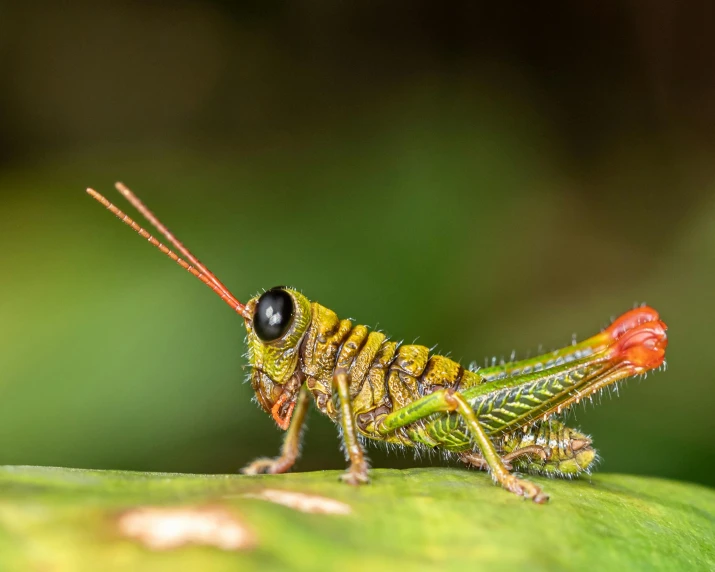 a yellow grasshopper, sitting on a green leaf