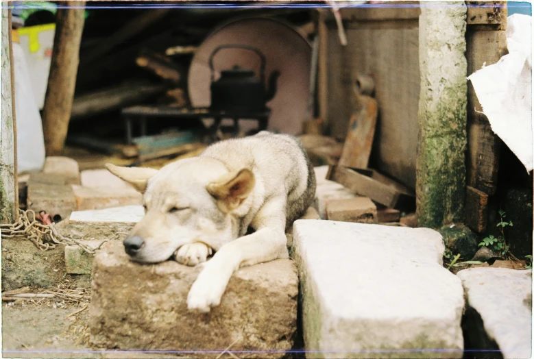 a dog sleeps on some rocks under a wooden structure