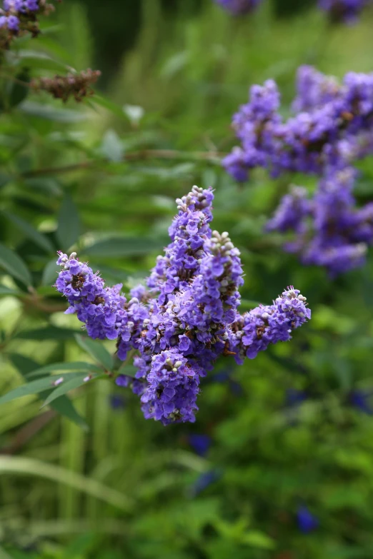 many purple flowers and green leaves are blooming