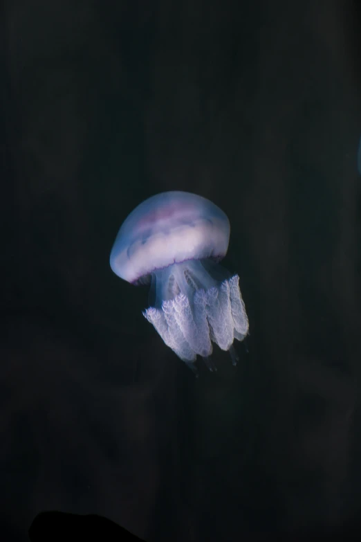 a white sea creature is underwater in the dark