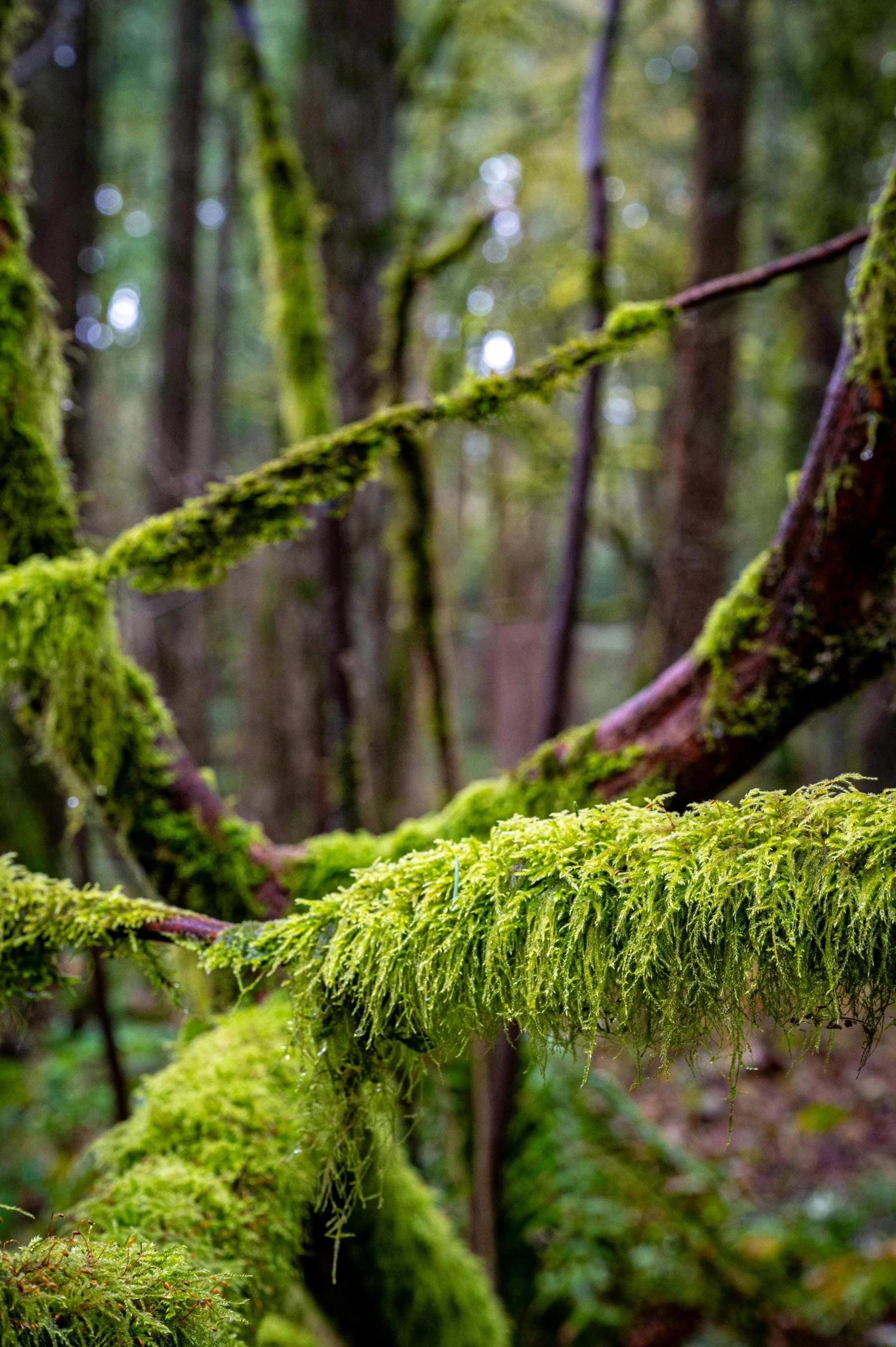 the moss on a tree is covered in rain