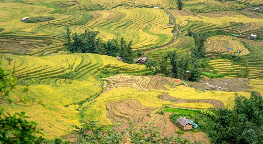 the scenery is lush and plowed in the philippines