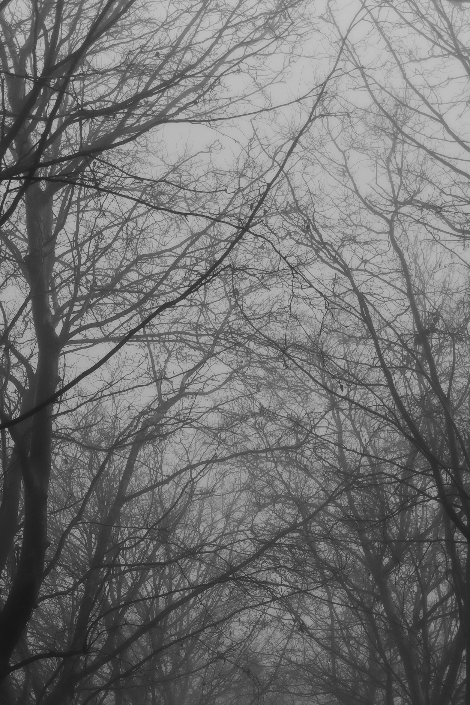 a couple walk through the woods in the fog