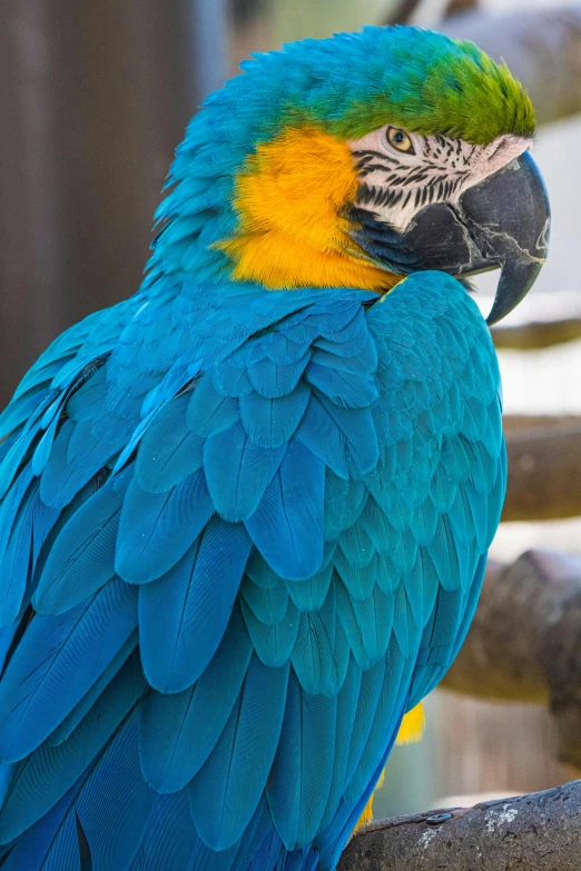 a very colorful parrot that is standing on a nch