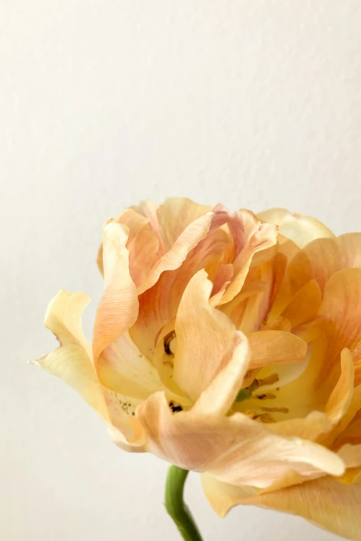 a large yellow rose is in a vase