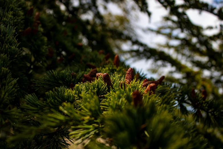 a close up view of a pine tree