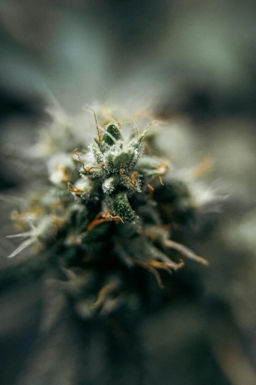 a closeup of the buds on a small cannabis