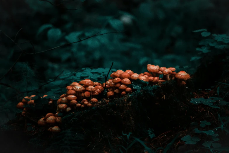 orange flowers on the ground near some vegetation