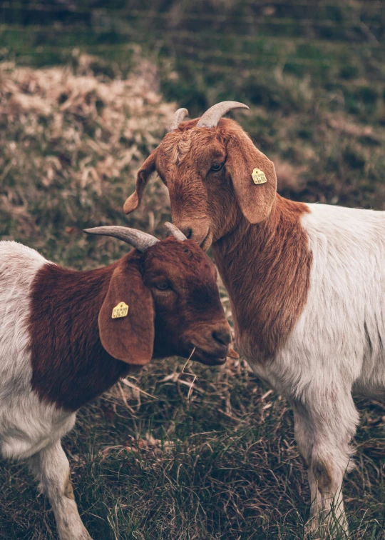 a couple of goats standing on top of a grass covered hillside