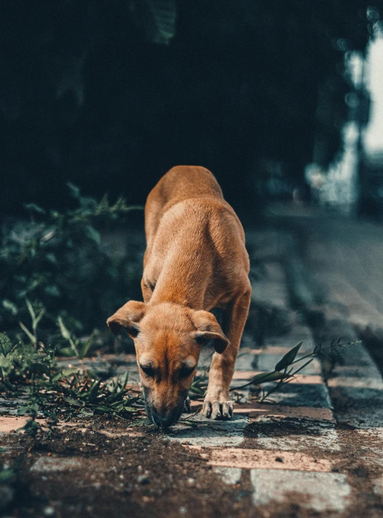 a dog eating grass with dirt on the ground