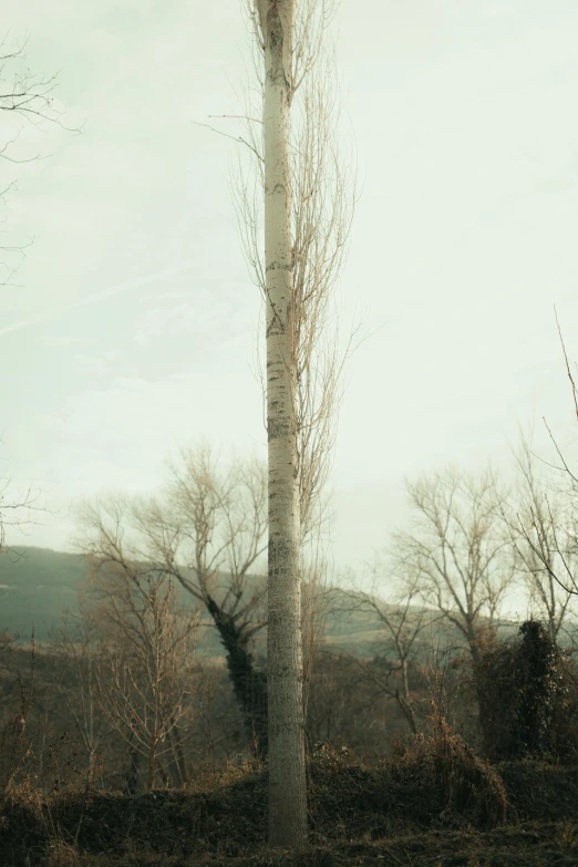 an old looking white tree in the middle of nowhere