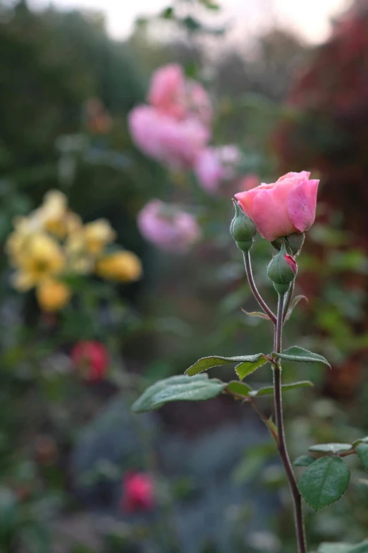 pink rose with yellow flower in the background