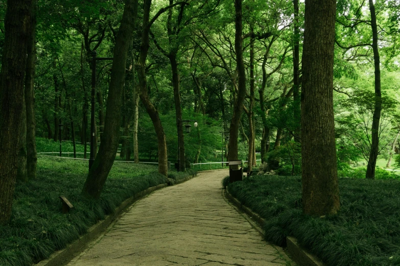 there is a pathway in the forest that extends to the park