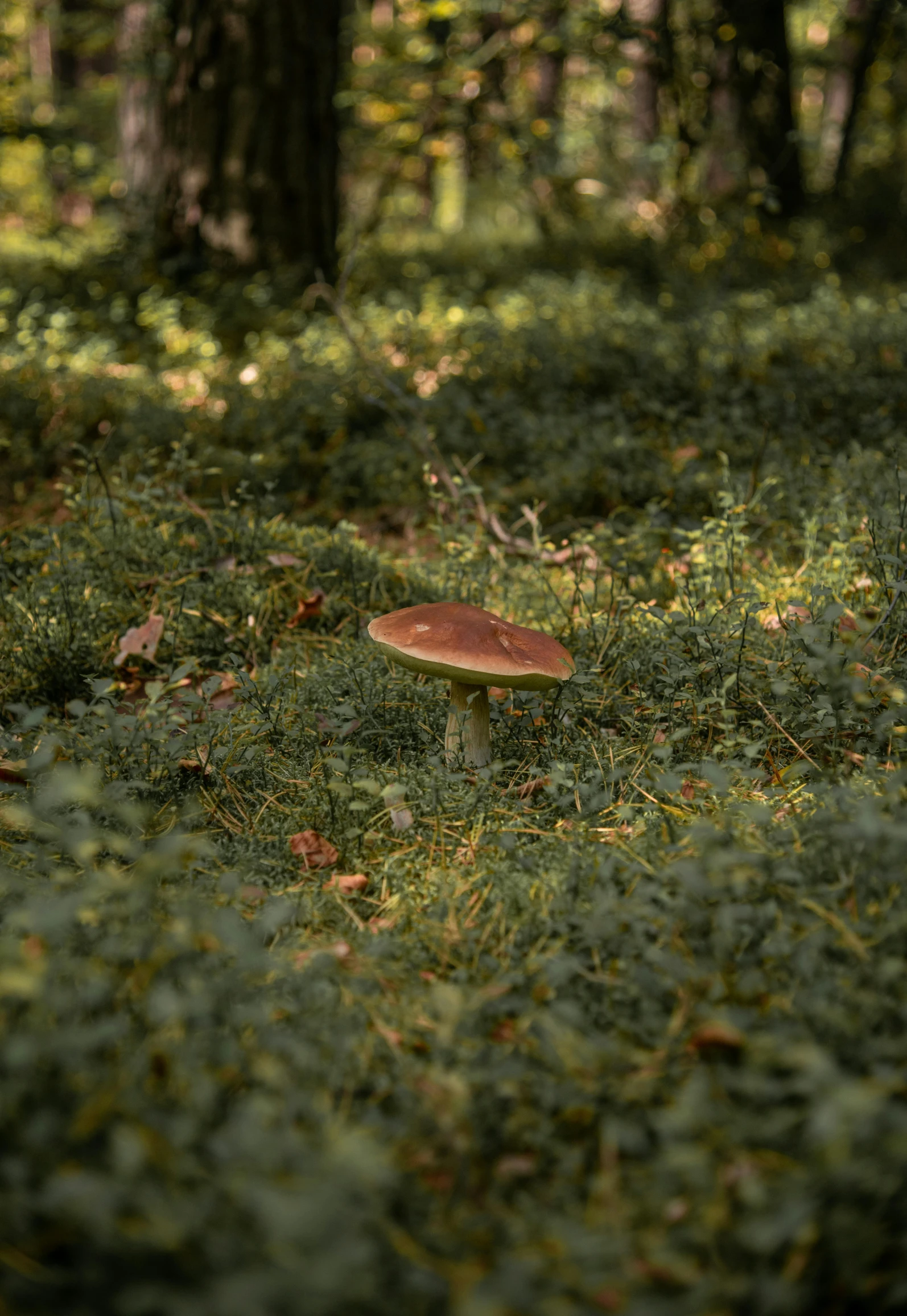 a small mushroom sitting on top of a lush green field